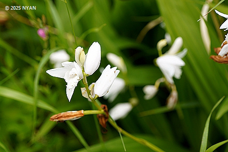 シロバナシラン（白花紫蘭、ラン科）
