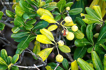 トベラ（扉、トベラ科）