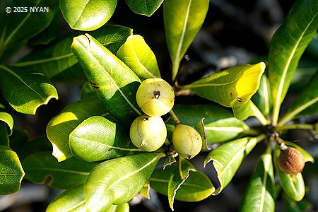トベラ（扉、トベラ科）