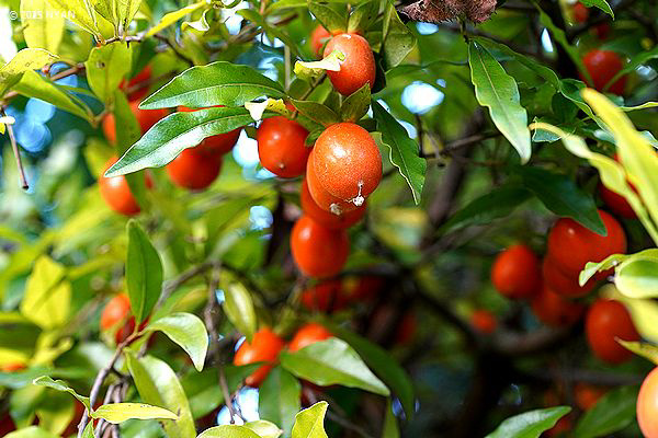 シセントキワガキ（四川常盤柿、カキノキ科）