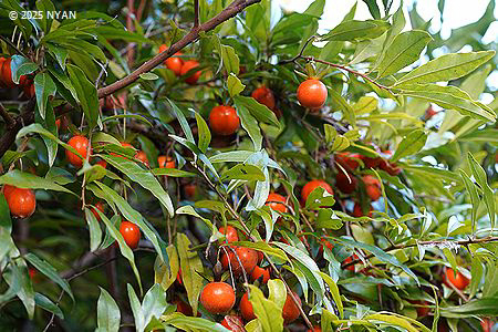 シセントキワガキ（四川常盤柿、カキノキ科）