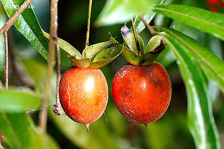 シセントキワガキ（四川常盤柿、カキノキ科）