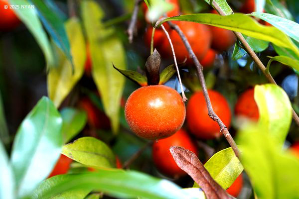 シセントキワガキ（四川常盤柿、カキノキ科）
