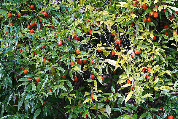 シセントキワガキ（四川常盤柿、カキノキ科）