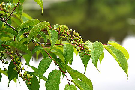 ウワミズザクラ（上溝桜、バラ科）