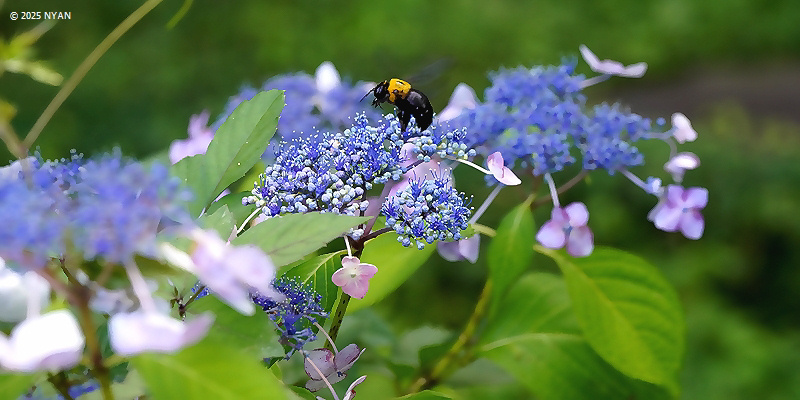 ガクアジサイ（額紫陽花、アジサイ科）