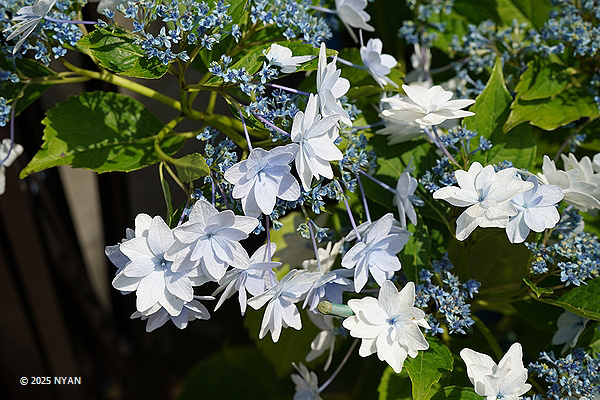 ガクアジサイ（額紫陽花、アジサイ科）