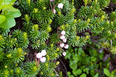 コエゾノツガザクラ（小蝦夷栂桜、ツツジ科）