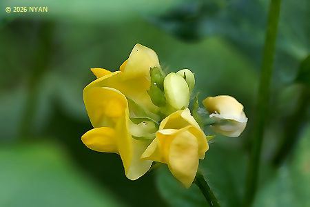 アズキ（小豆、マメ科）
