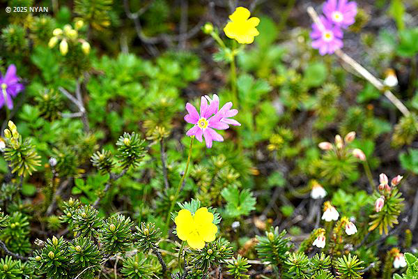 エゾコザクラ（蝦夷小桜、サクラソウ科）