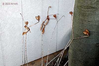 カノコユリ（鹿の子百合、ユリ科）