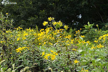 キクイモ（菊芋、キク科）