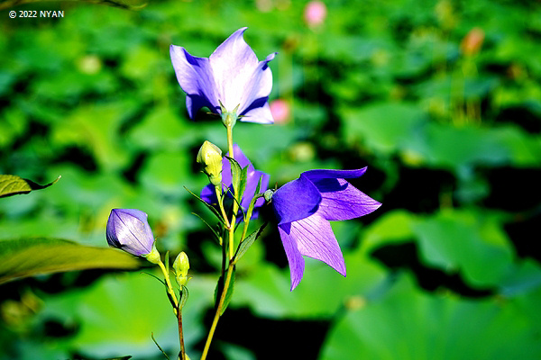 キキョウ（桔梗、キキョウ科）