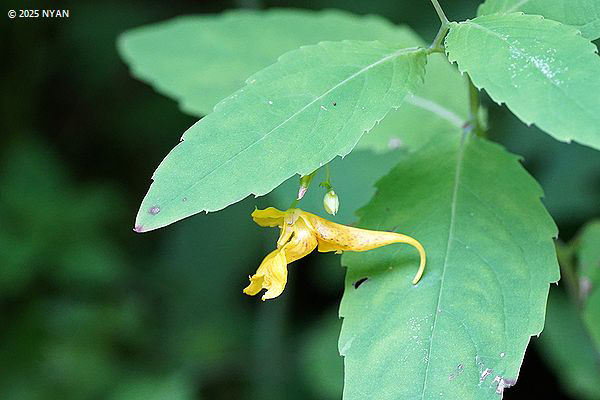 キツリフネ（黄釣船、ツリフネソウ科）