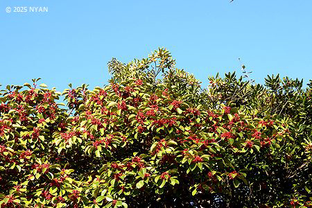 クロガネモチ（黒鉄黐、モチノキ科）