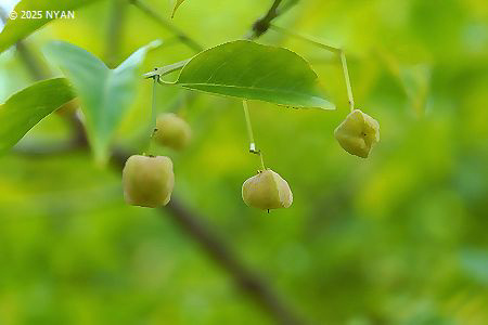 マユミ（檀・真弓、ニシキギ科）