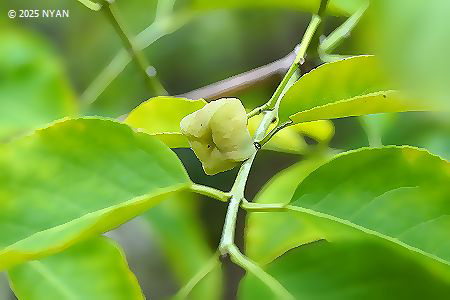 マユミ（檀・真弓、ニシキギ科）