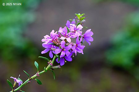 ミソハギ（禊萩、ミソハギ科）