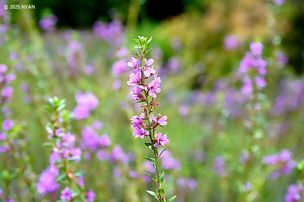 ミソハギ（禊萩、ミソハギ科）
