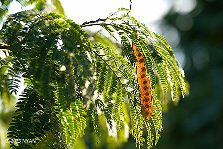 ネムノキ（合歓木、マメ科）