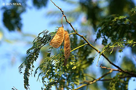 ネムノキ（合歓木、マメ科）