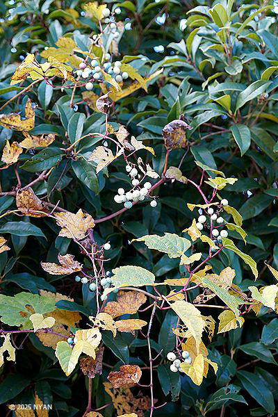 ノブドウ（野葡萄、ブドウ科）