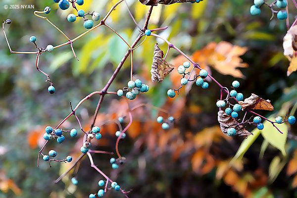 ノブドウ（野葡萄、ブドウ科）