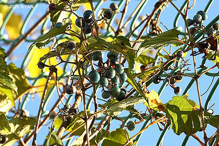 ノブドウ（野葡萄、ブドウ科）