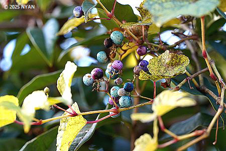 ノブドウ（野葡萄、ブドウ科）