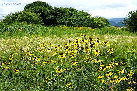 オオハンゴンソウ（大反魂草、キク科）
