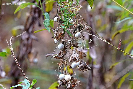 スズメウリ（雀瓜、ウリ科）
