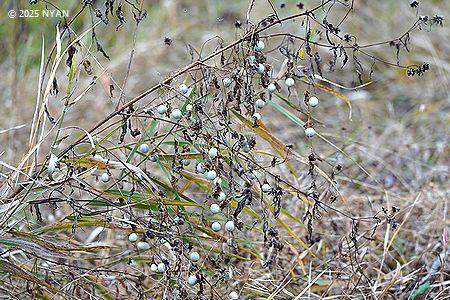 スズメウリ（雀瓜、ウリ科）