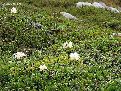 キバナシャクナゲ（黄花石楠花、ツツジ科）