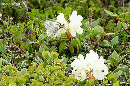 キバナシャクナゲ（黄花石楠花、ツツジ科）