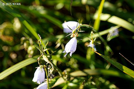 ツリガネニンジン（釣鐘人参、キキョウ科）