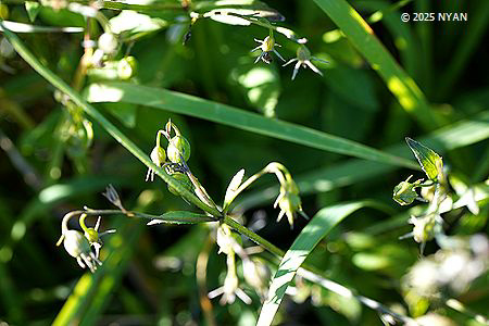 ツリガネニンジン（釣鐘人参、キキョウ科）