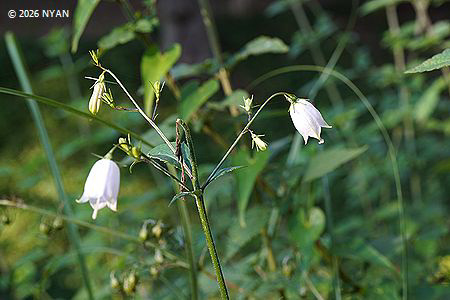 シロバナツリガネニンジン（白花釣鐘人参、キキョウ科）