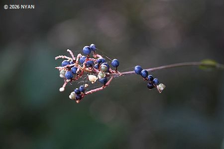 ヤブミョウガ（薮茗荷、ツユクサ科）--- Pollia japonica --- 四季の山