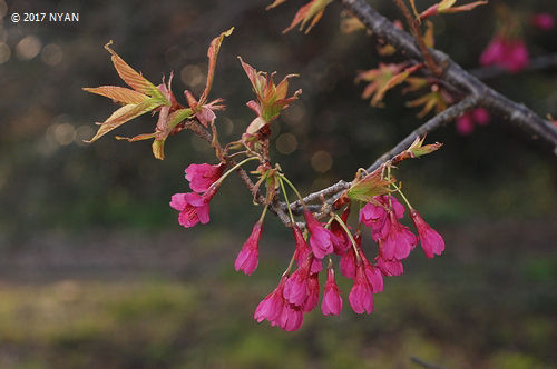 カンヒザクラ（寒緋桜）