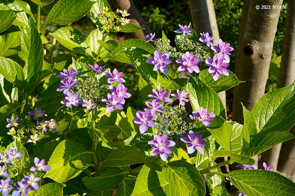 アジサイ（紫陽花、アジサイ科）