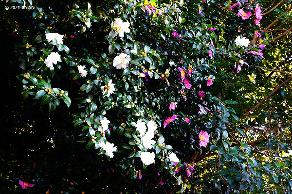 サザンカ（山茶花、ツバキ科）