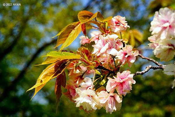ウコン[桜]（鬱金、バラ科）