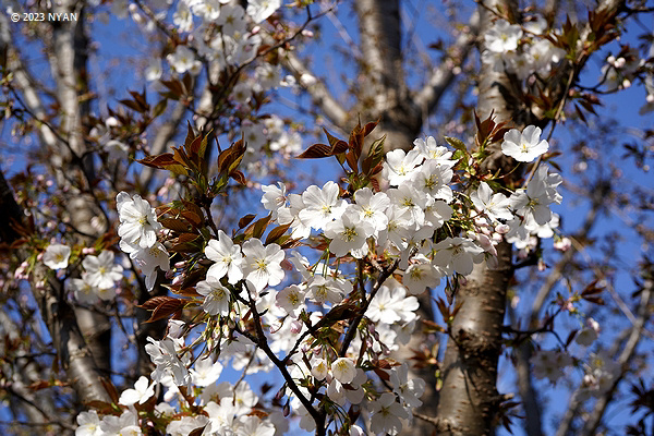 ヤマザクラ[桜]（山桜、バラ科）