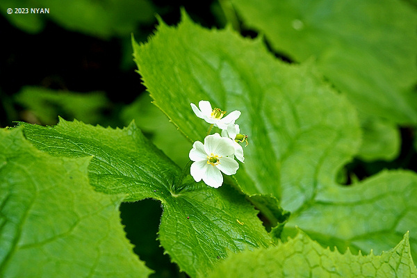 山野草斑入りサンカヨウ大株E