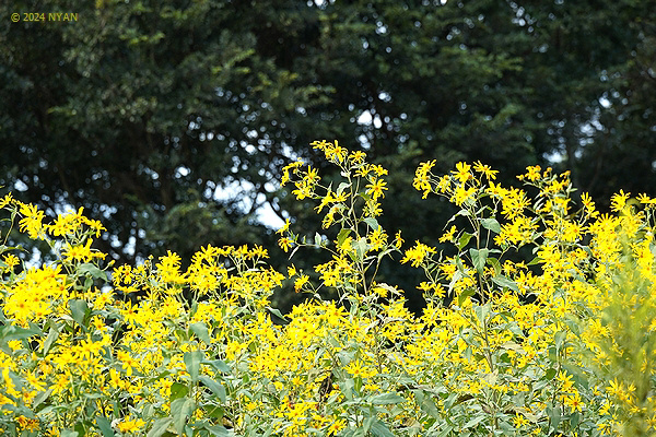 キクイモ（菊芋、キク科）
