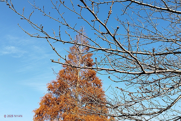 メタセコイア（曙杉、ヒノキ科