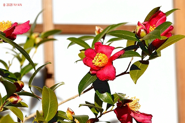 サザンカ（山茶花、ツバキ科