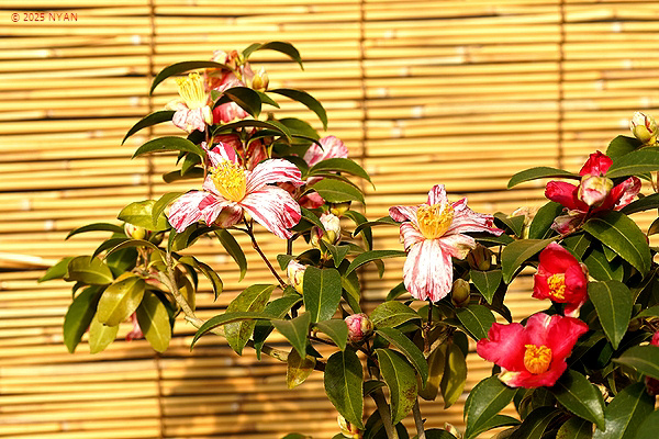 ハルサザンカ（春山茶花、ツバキ科