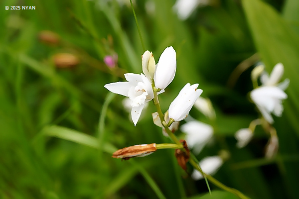 シロバナシラン（白花紫蘭、ラン科）