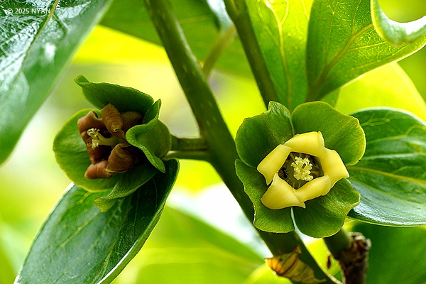 カキノキ（柿の木、カキノキ科）